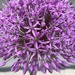 purple ball by kdrinkie