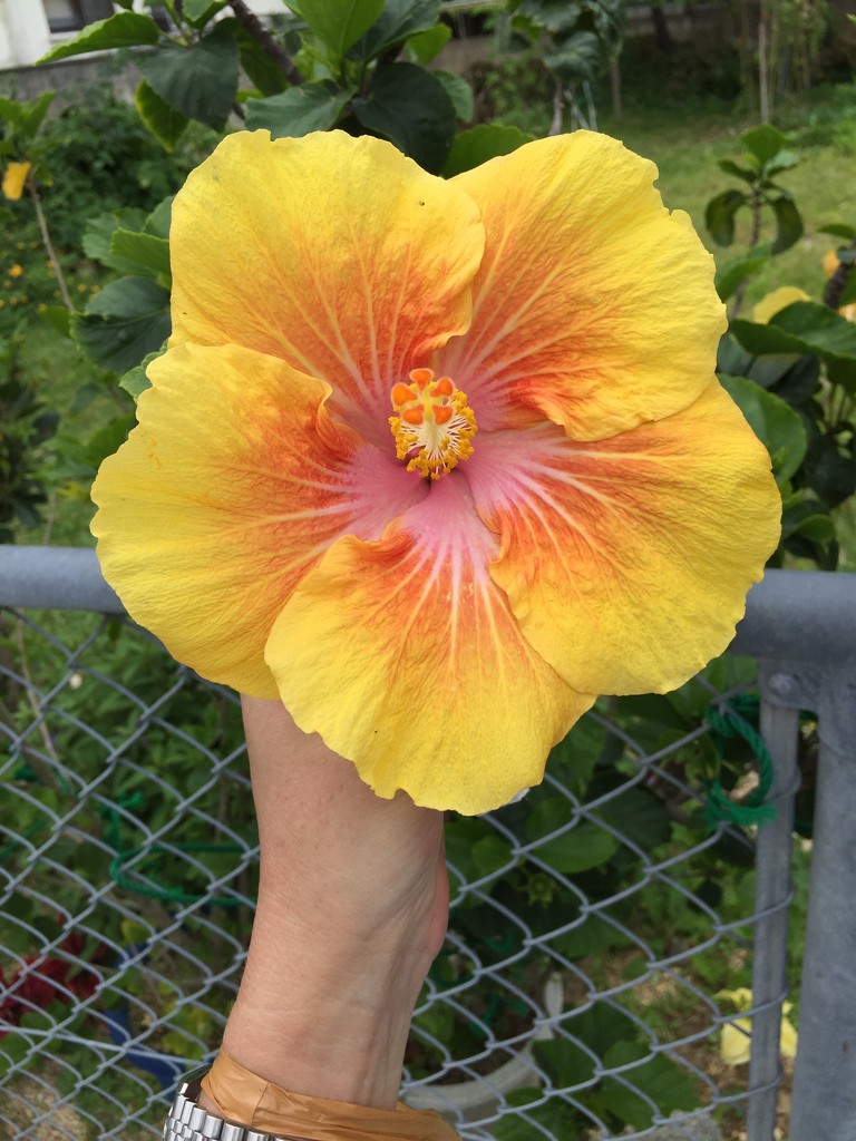 Big big hibiscus.  by cocobella