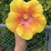 Big big hibiscus.  by cocobella