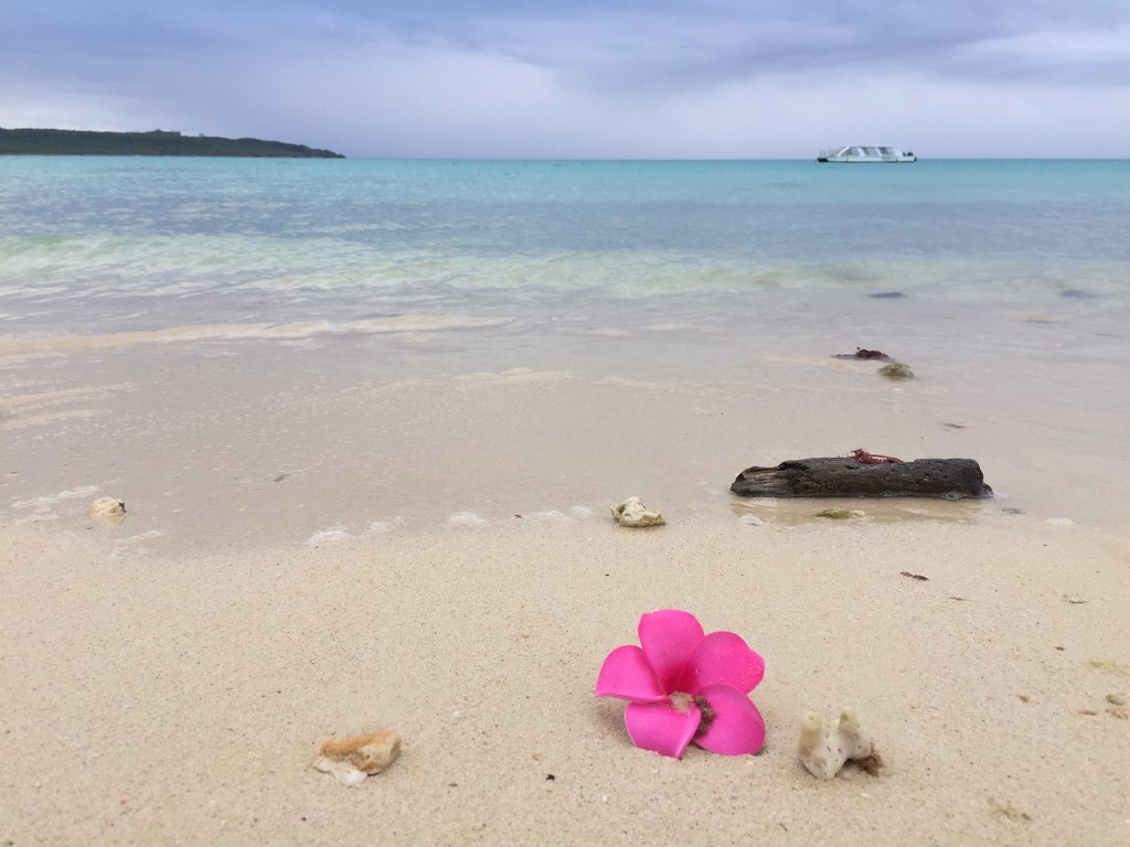 Pink flower on the beach.  by cocobella