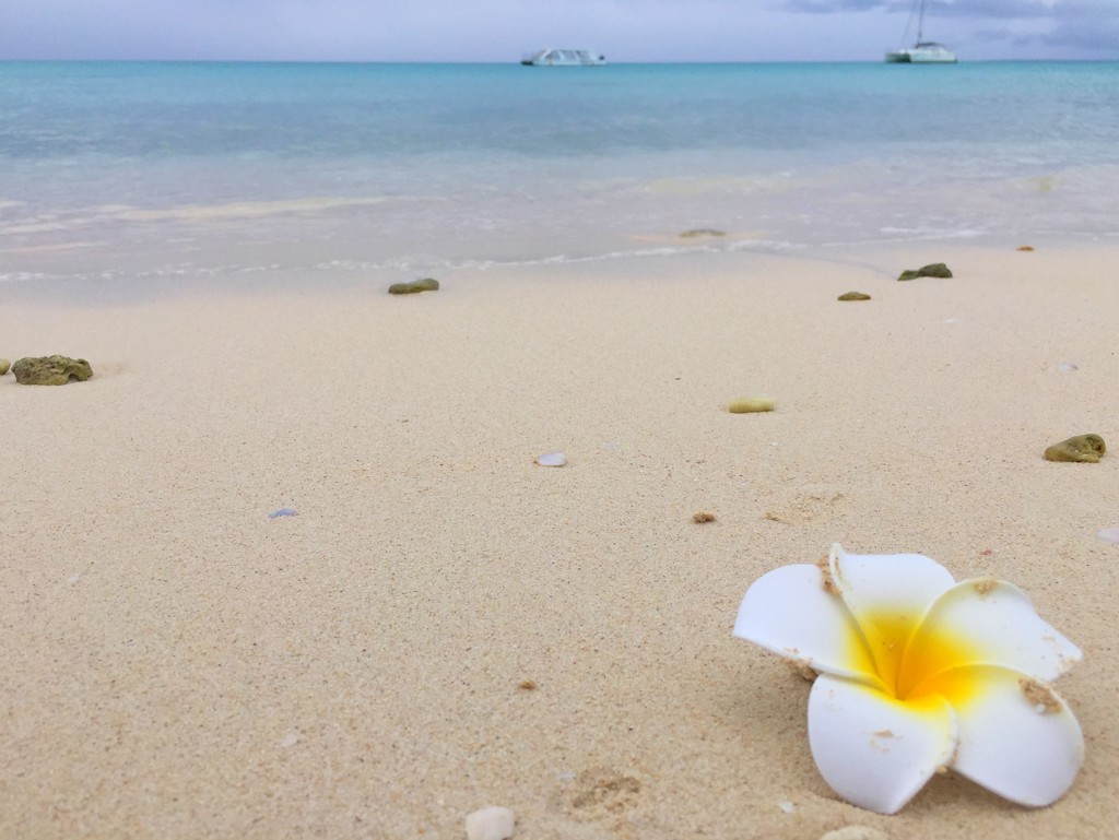 White flower on the beach.  by cocobella