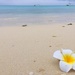 White flower on the beach.  by cocobella