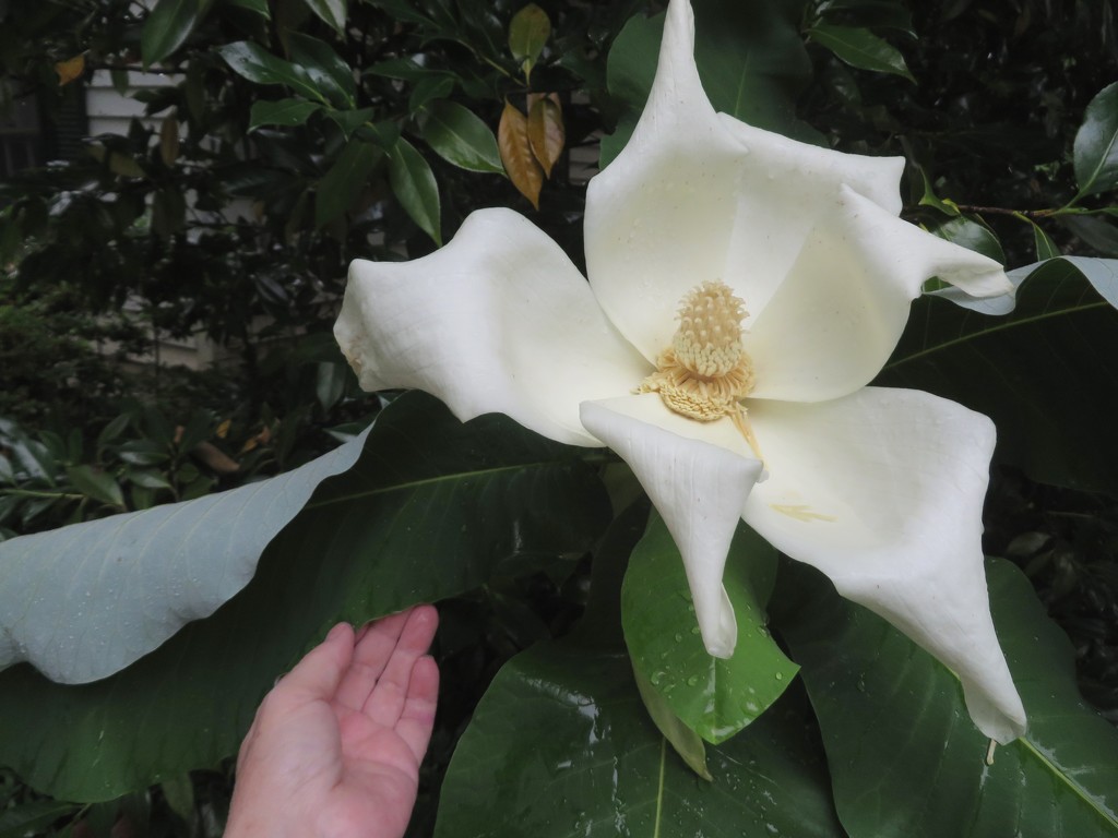 The deciduous magnolia is blooming by margonaut