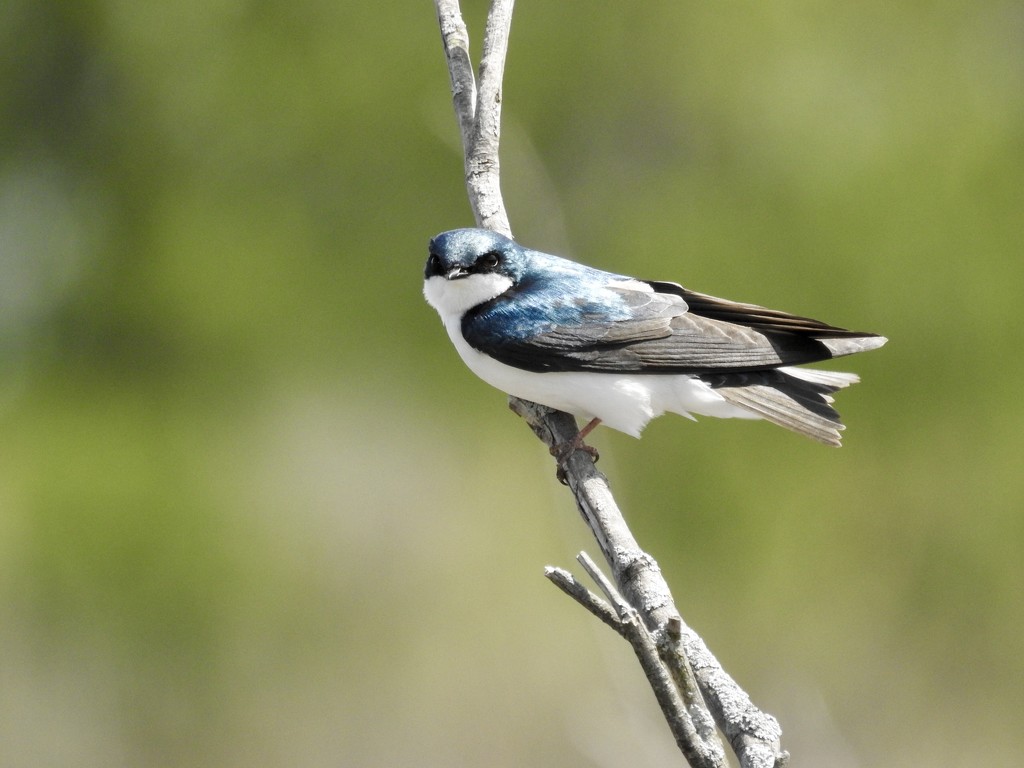 Tree swallow by amyk