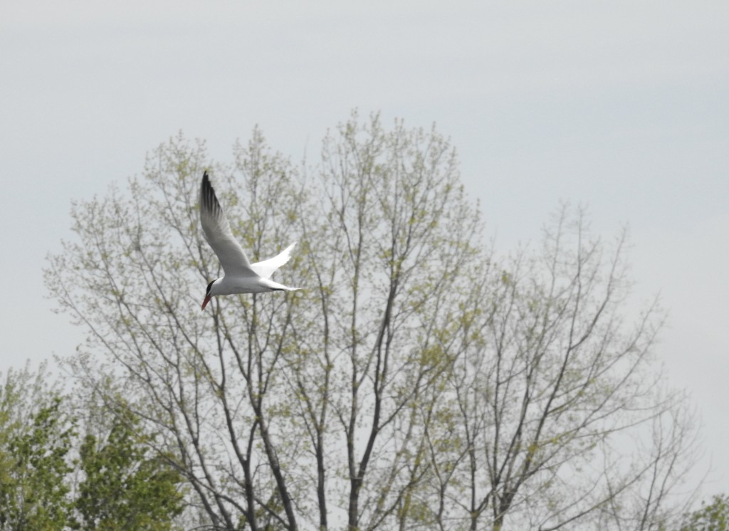 Caspian tern in flight by amyk