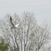 Caspian tern in flight by amyk
