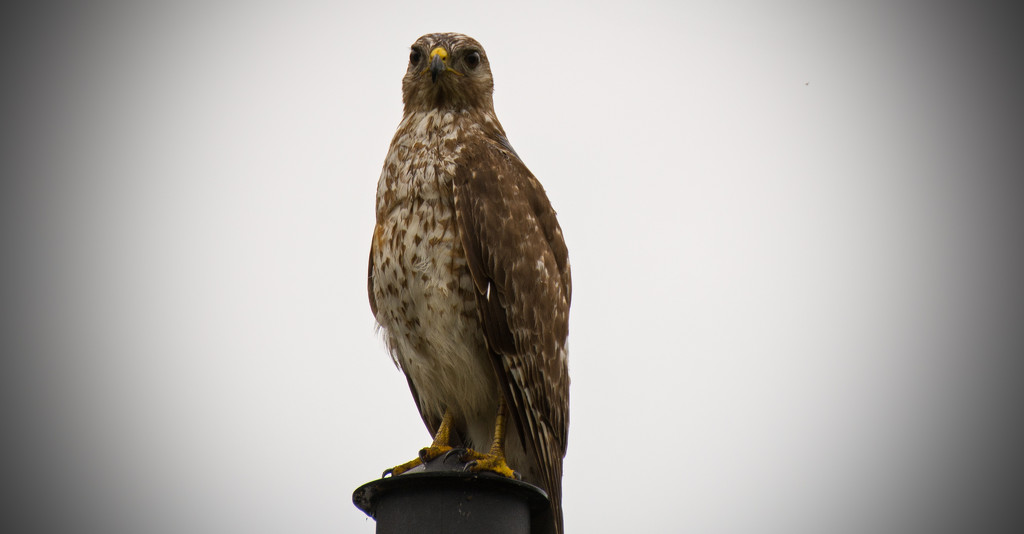 Red Shouldered Hawk on the Light Pole! by rickster549