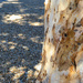 half tree half gravel by ludwigsdiana