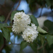 white lilac by aecasey