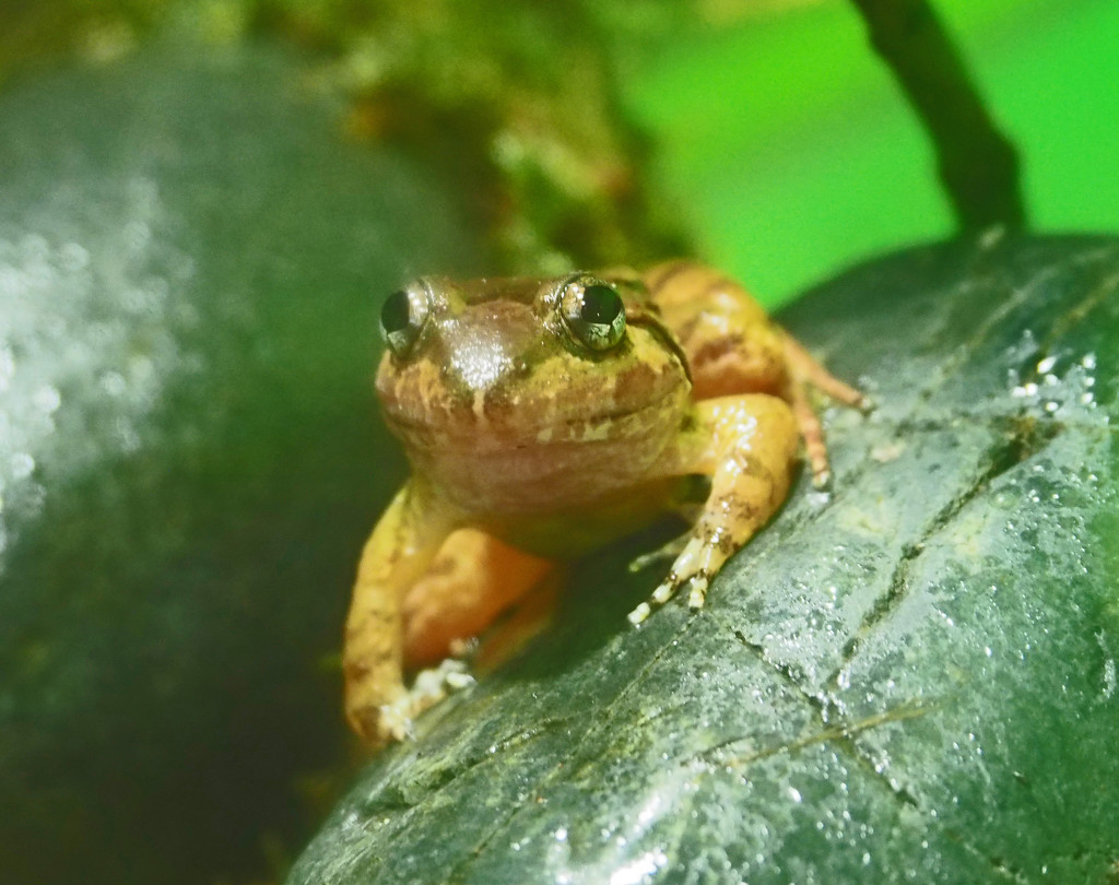 Rain Forest frog by ianjb21