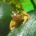 Rain Forest frog by ianjb21
