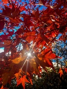 19th May 2018 - Autumn flare