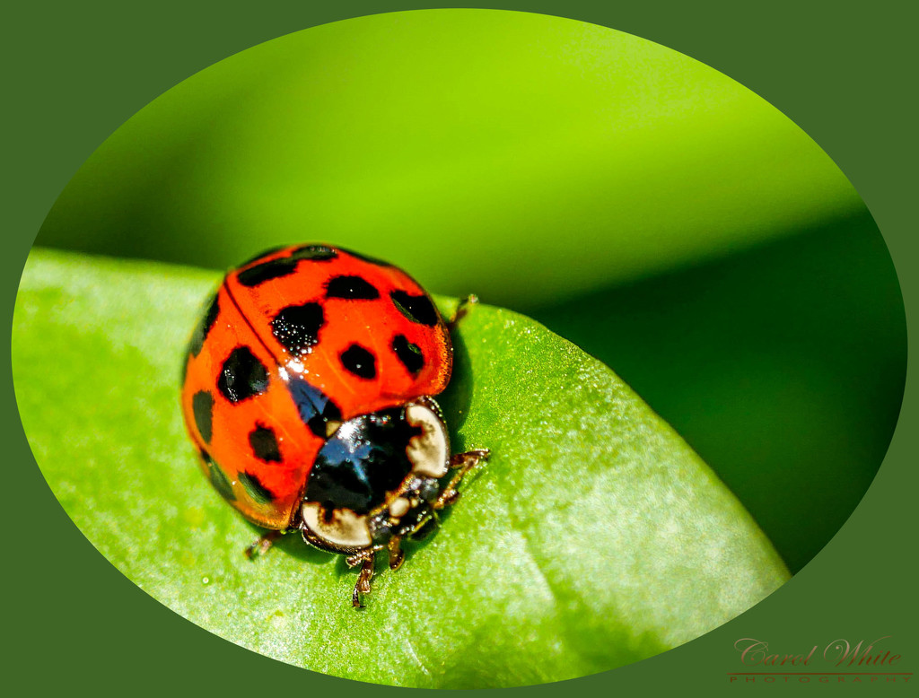 Ladybird by carolmw