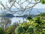 19th May 2018 - Island through the trees