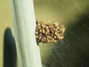 19th May 2018 - Spiderlings