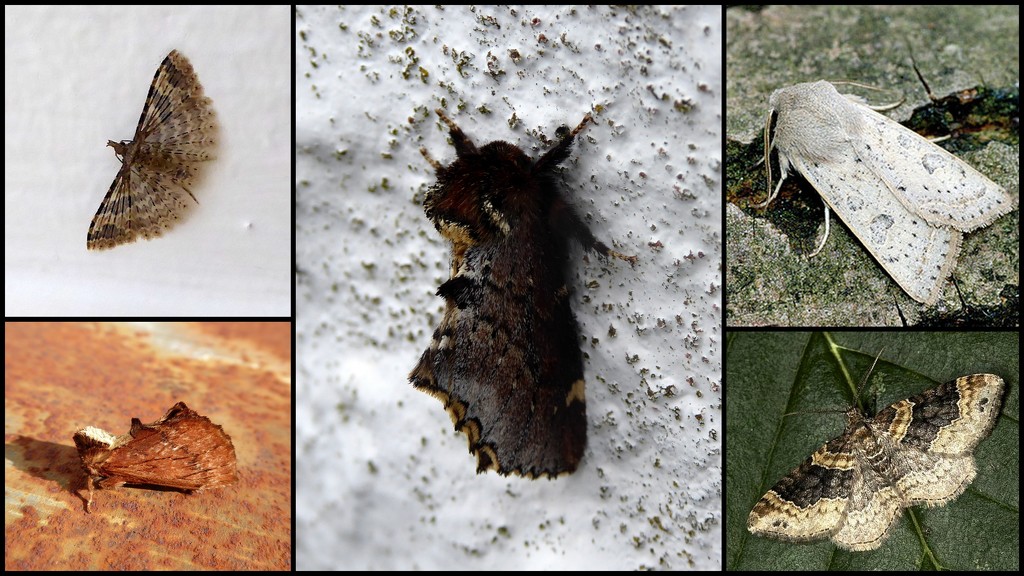 Garden moths 7 by steveandkerry