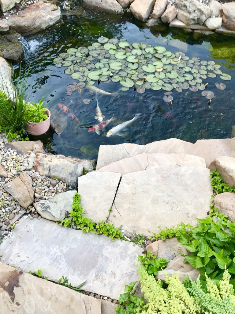 The Koi pond by louannwarren