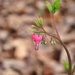 Day 135:  Bleeding Hearts by jeanniec57