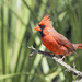 Saturday Morning Cardinal by gaylewood