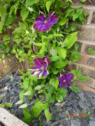 19th May 2018 - clematis