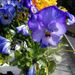 Flower Shop Flowers by houser934