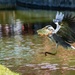 Harry Herons's catch of the Day! by bizziebeeme