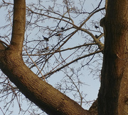 12th Apr 2018 - Birds in a tree - I think