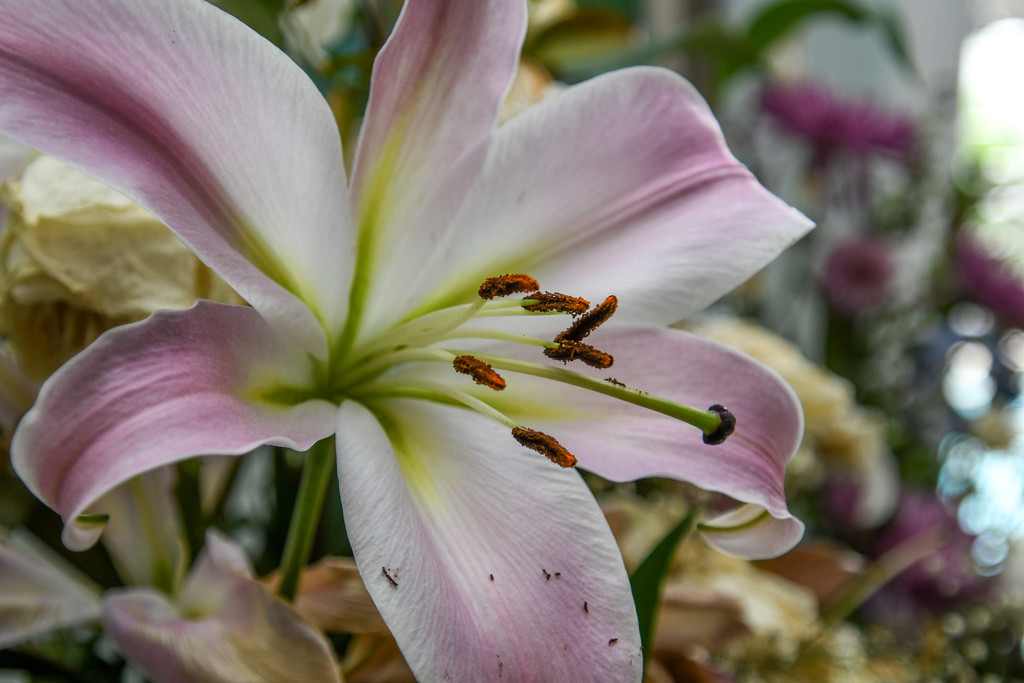 Behold the lillies by danette