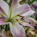 Behold the lillies by danette