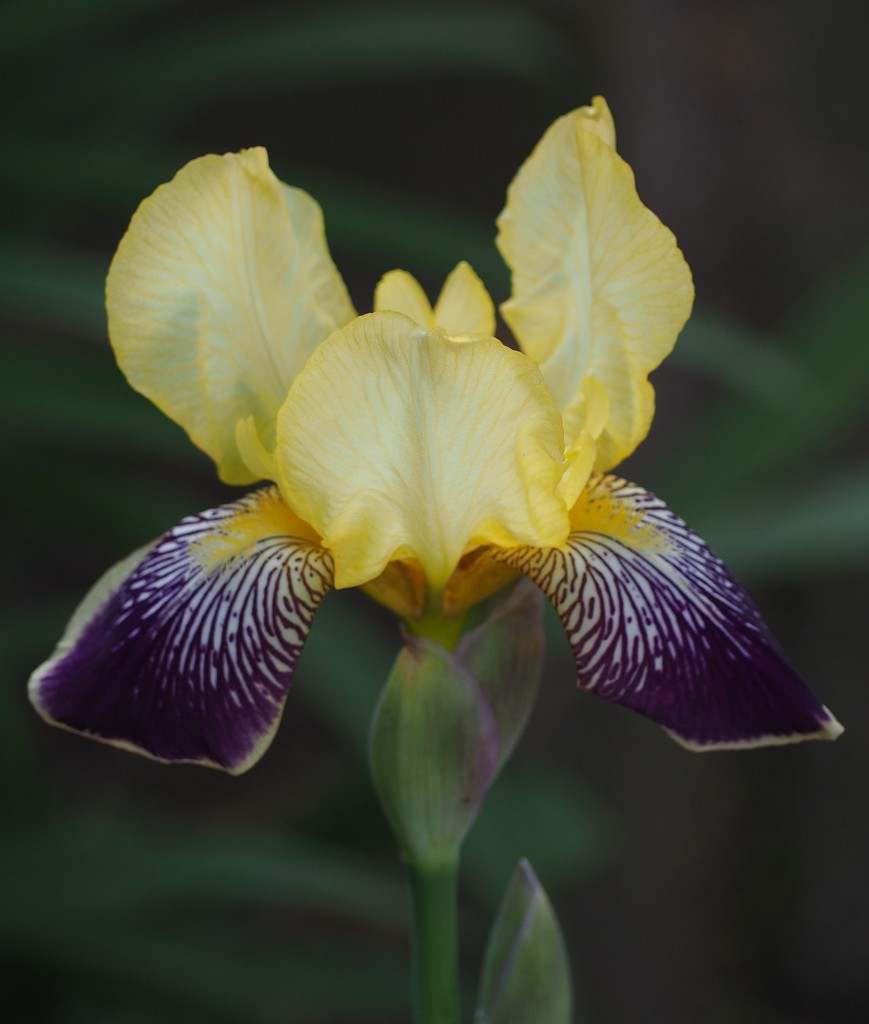 Bearded Iris by jacqbb