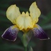 Bearded Iris by jacqbb