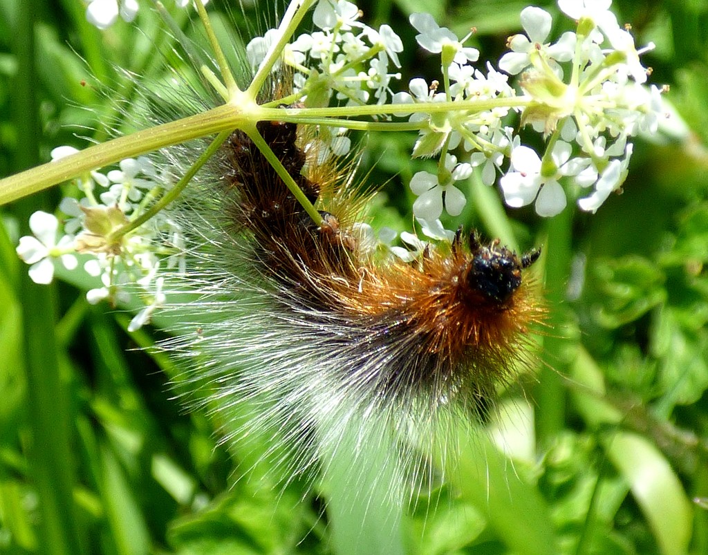 Garden Tiger Moth caterpillar by julienne1