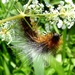 Garden Tiger Moth caterpillar by julienne1