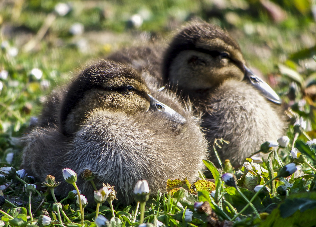 Two Little Ducklings by tonygig