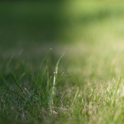 19th May 2018 - Sunlight on a Blade of Grass