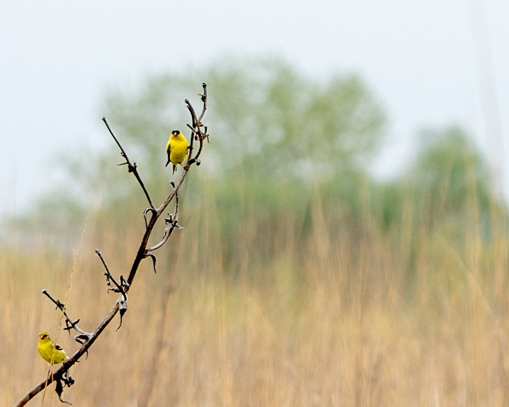 Goldfinch Landscape by rminer