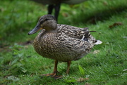 8th May 2018 - 126. Duck