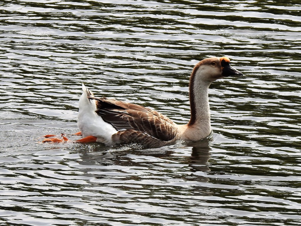 Interesting Goose by susiemc