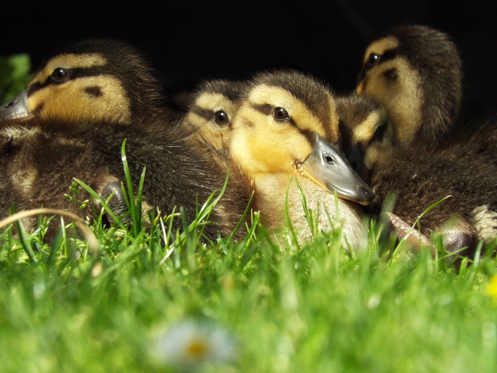 Five little ducks by suzanne234