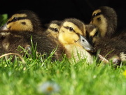 19th May 2018 - Five little ducks