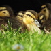 Five little ducks by suzanne234