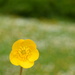 129. Buttercup by dragey74