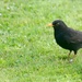 Blackbird by lifeat60degrees