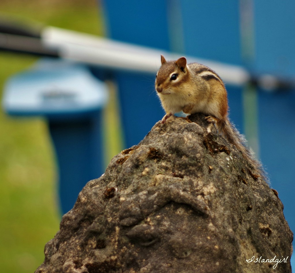 Chippy on a Rock by radiogirl