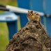 Chippy on a Rock by radiogirl