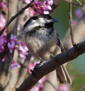17th May 2018 - Black-capped Chickadee