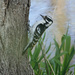 Downy Woodpecker by annepann
