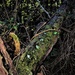 Lichen & Moss Covered Tree Trunks ~ by happysnaps