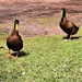 Green Billed Ducks ~ by happysnaps