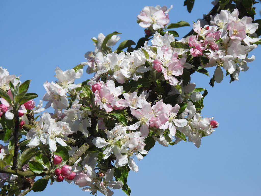  Apple Blossom and Blue Sky by susiemc